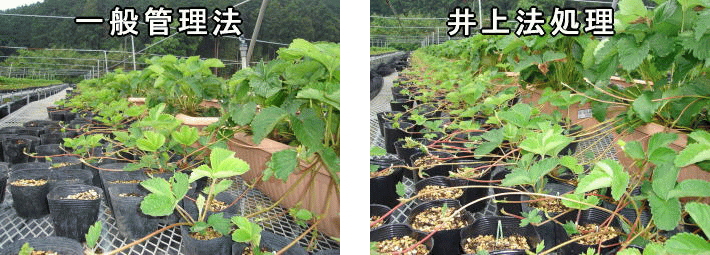イチゴ栽培 超育苗法 の紹介 有機栽培の土作り専門サイト